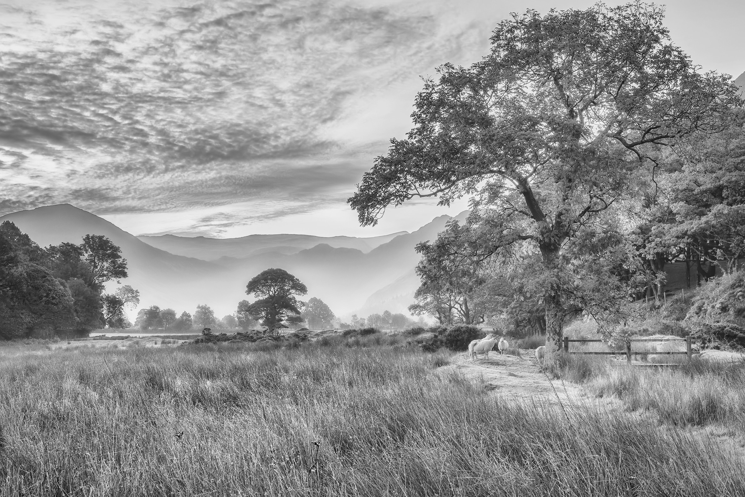 Papermoon Fototapete »LANDSCHAFT-SCHWARZ WEIßNATUR BÄUME BERGE GEBIRGE WALD«