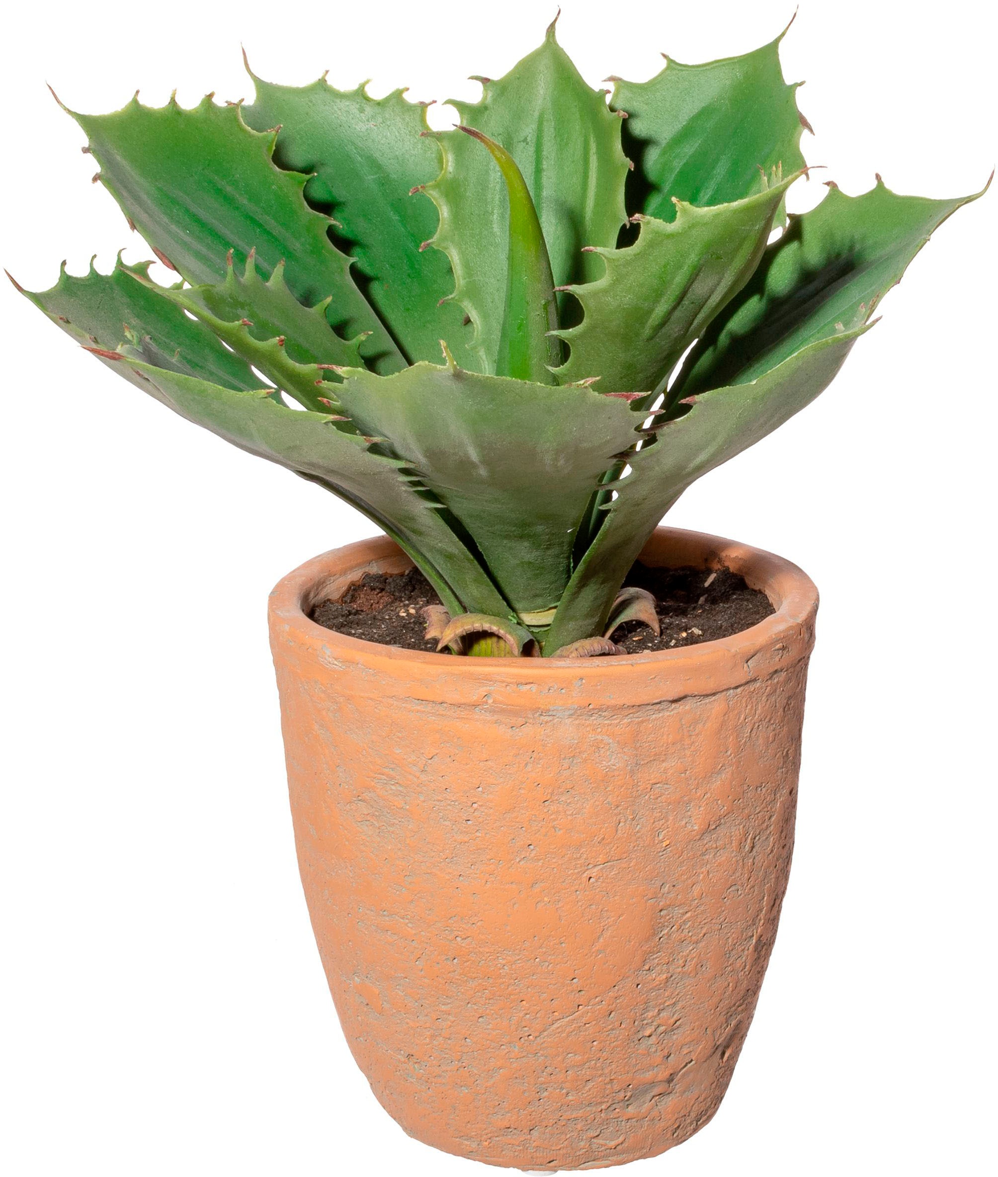 Creativ green Künstliche Zimmerpflanze "Echeveria im Terracottatopf" günstig online kaufen