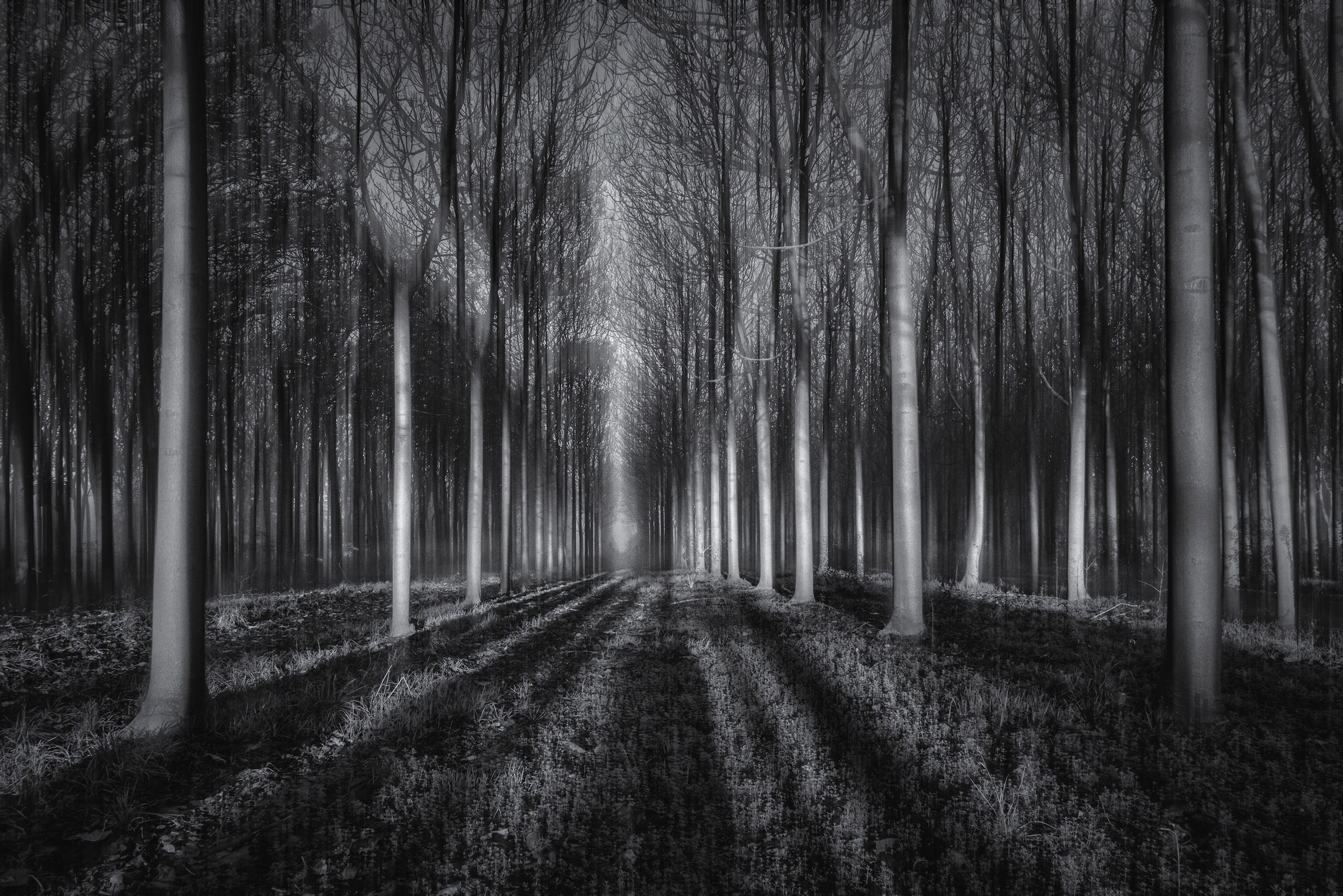 Papermoon 1100000002199 "Photo-Art JINGSHU ZHU, IN DEN WALD"