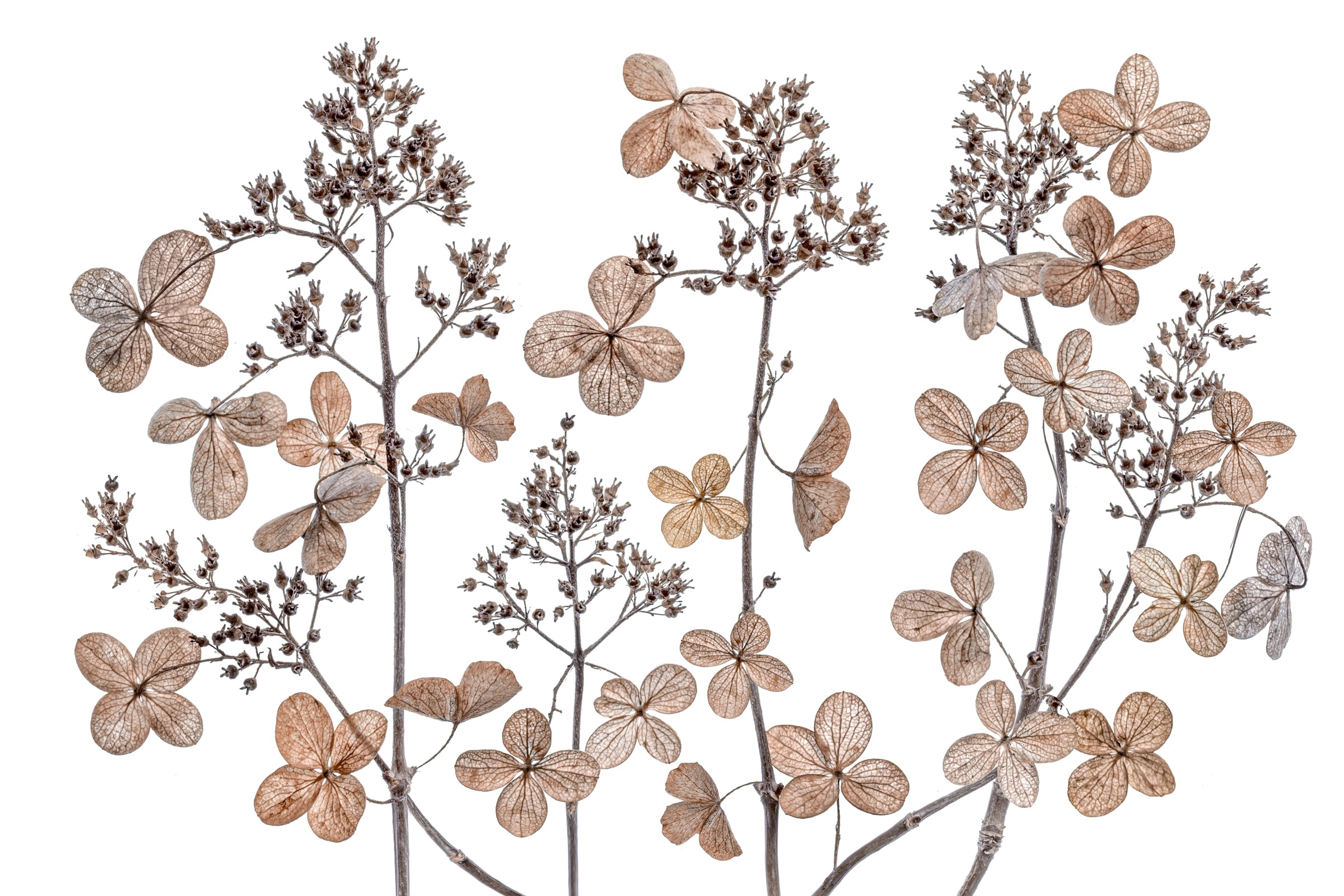 Papermoon Fototapete »Photo-Art  MANDY DISHER, HORTENSIE-PANIKULATA«