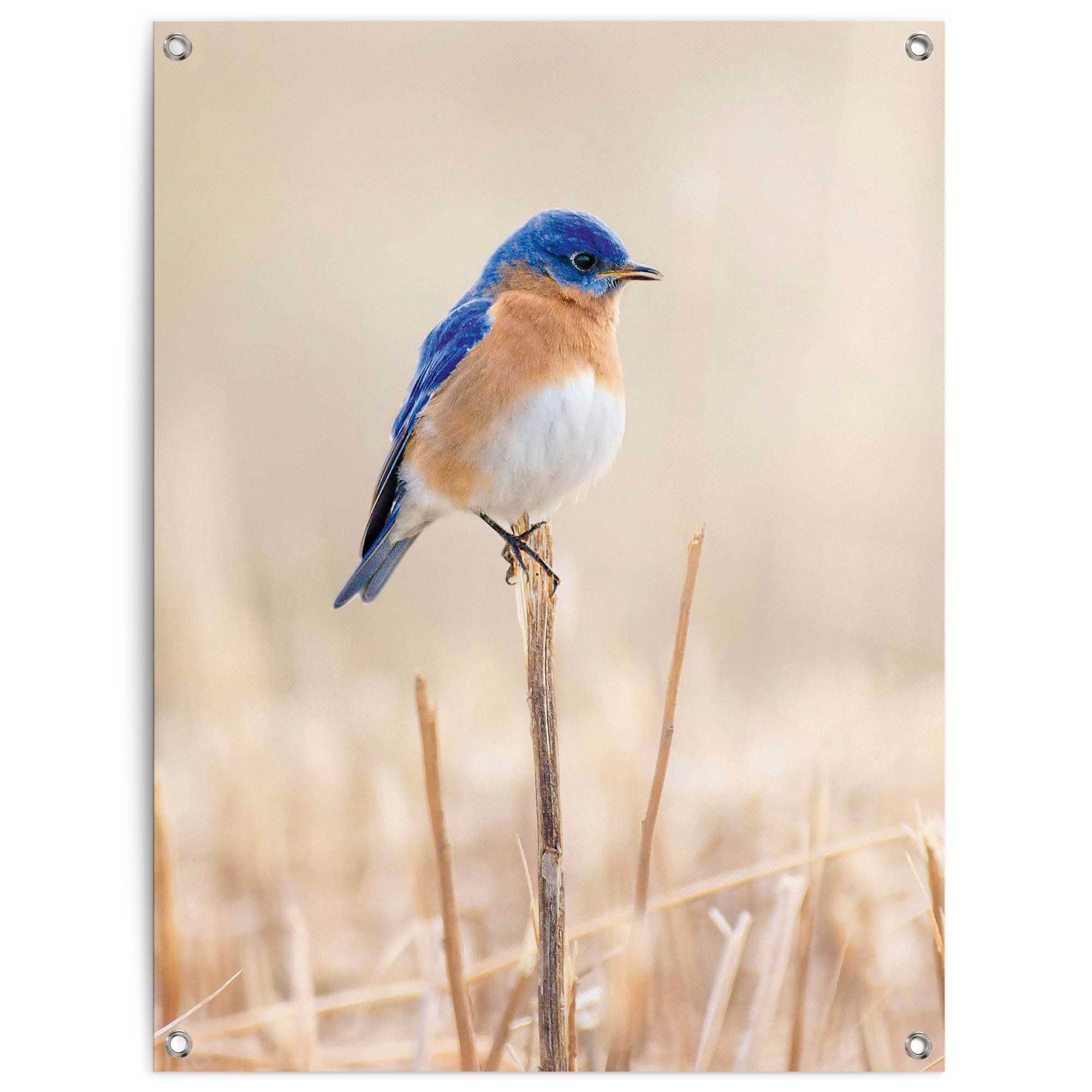 Reinders Poster "Blauer Vogel", Outdoor für Garten oder Balkon günstig online kaufen