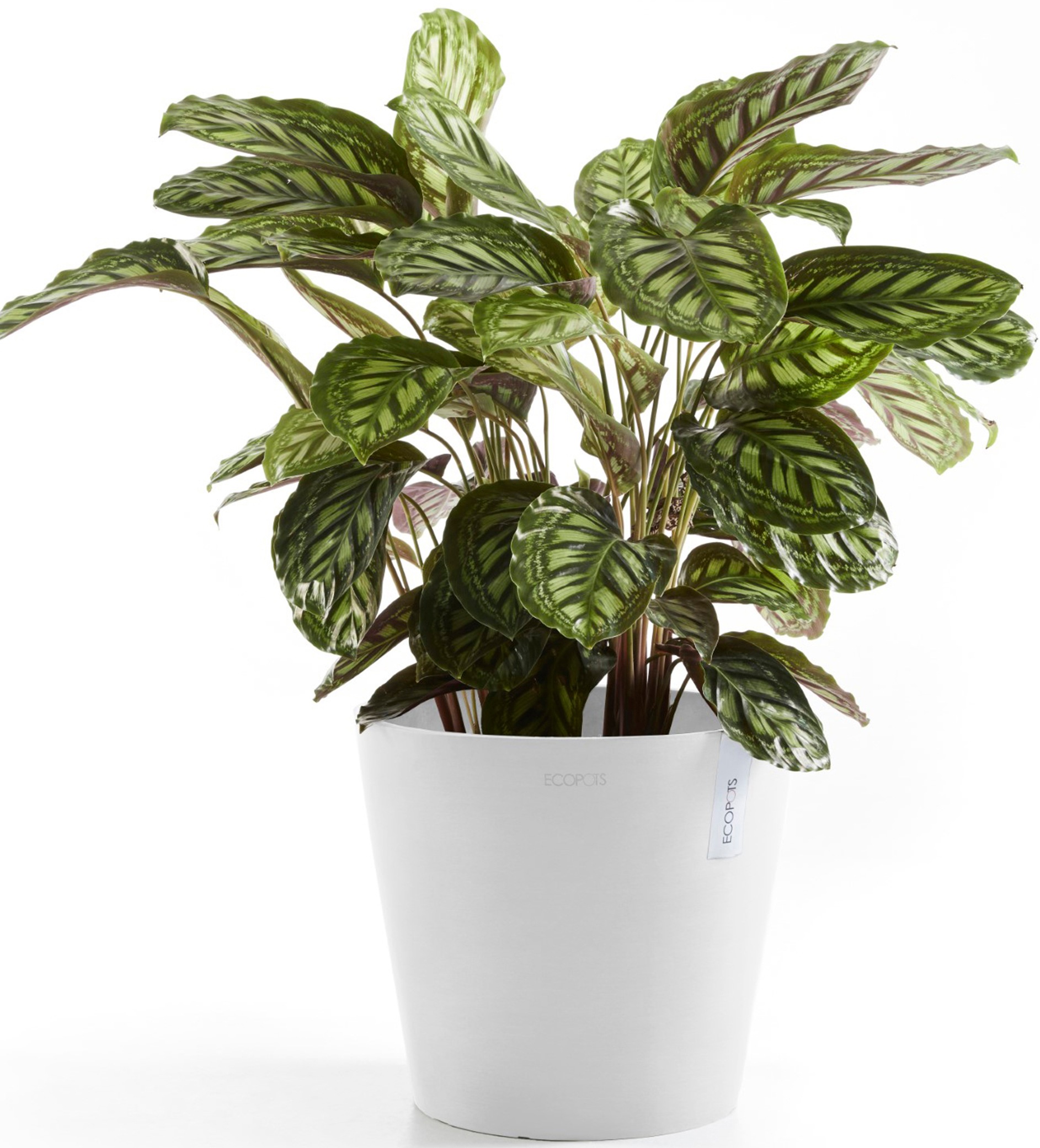 ECOPOTS Blumentopf »Amsterdam 40 Weiß«, für innen und außen: frostsicher, bruchsicher und lichtbeständig