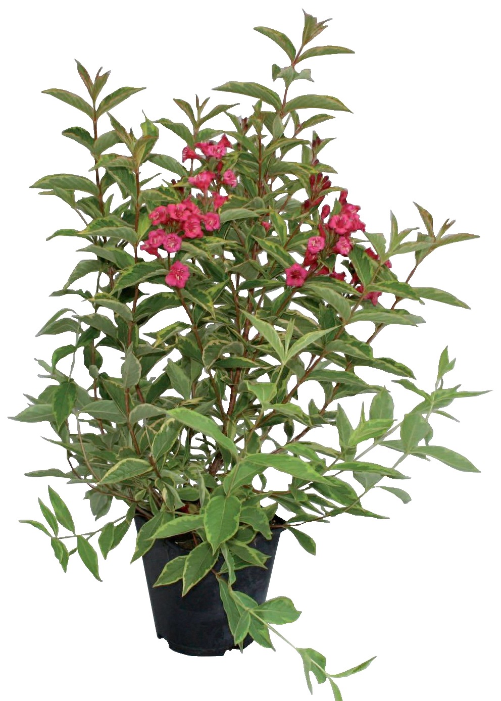 BCM Gehölze »Weigelie 'Brigela' ®«, (2 St.), Höhe: 30-40 cm, 2 Pflanzen kaufen