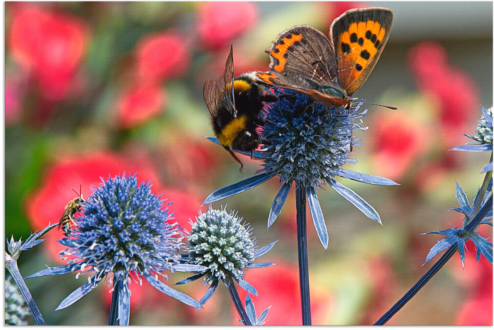 Artland Wandbild "Kleiner Feuerfalter und Hummel", Insekten, (1 St.), als Alubild, Outdoorbild, Leinwandbild, Wandaufkle