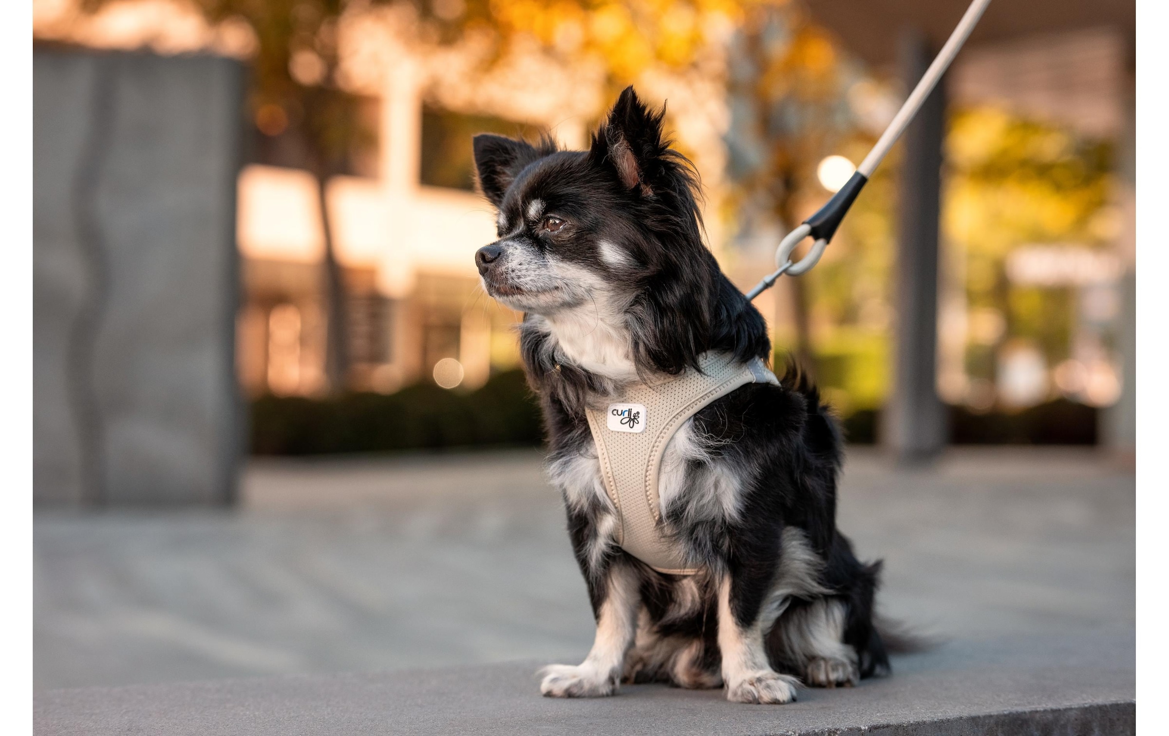 Curli Hunde-Geschirr »Vest Air-Mesh L« Polyester Hunderasse: Jack Russell