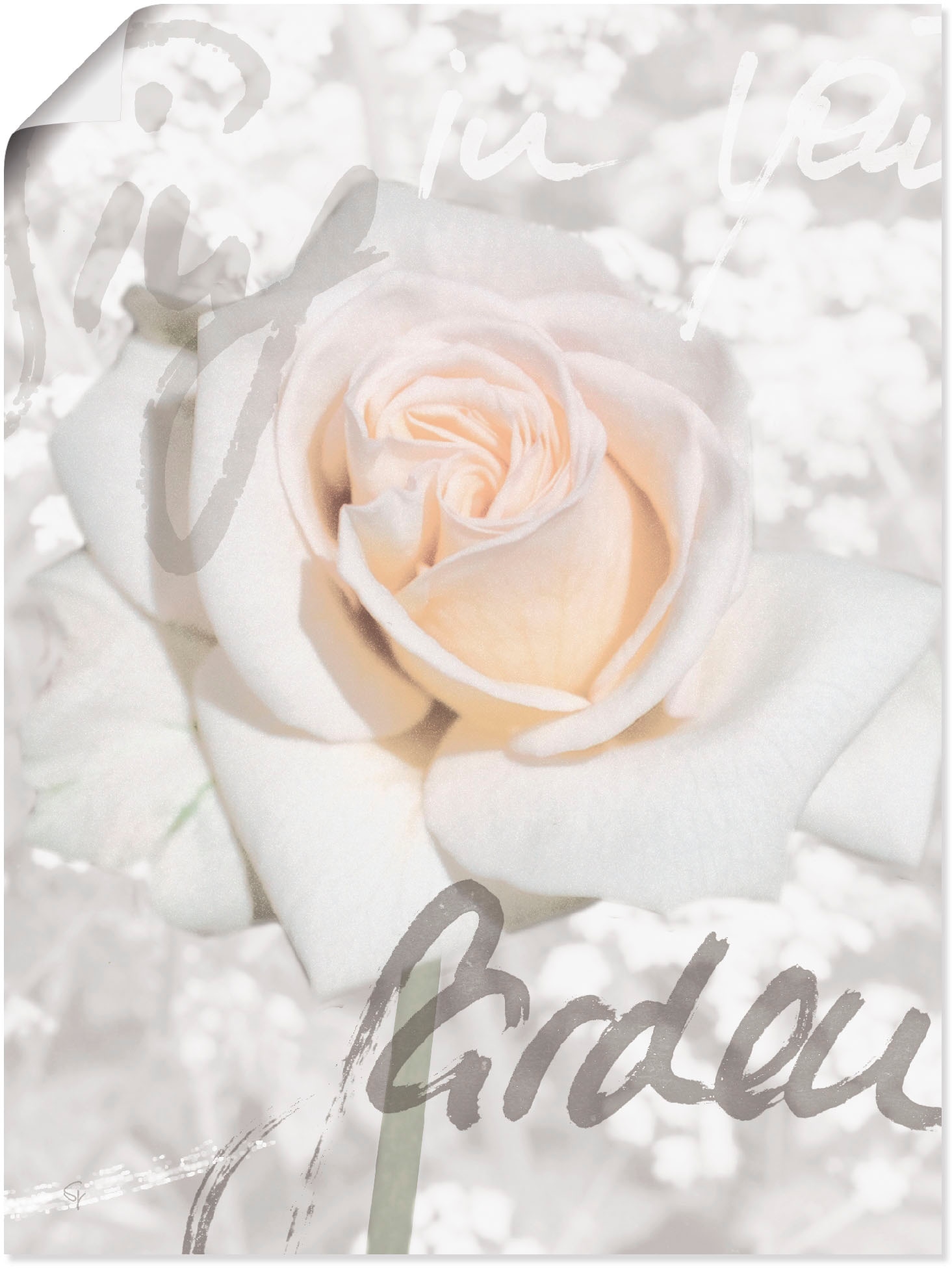 Poster Rose«, in (1 Lettern BAUR St.), | Leinwandbild, - Blumen, Wandbild oder Größen bestellen Alubild, Artland als versch. »In Wandaufkleber