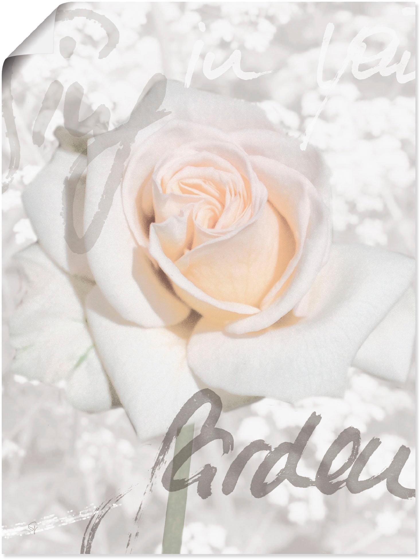 Artland Wandbild "In Lettern - Rose" Blumen 1 Stk. tlg. als Leinwandbild, Poster in verschied. Größen