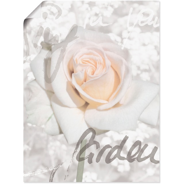 Artland Wandbild »In Lettern - Rose«, Blumen, (1 St.), als Alubild,  Leinwandbild, Wandaufkleber oder Poster in versch. Größen bestellen | BAUR