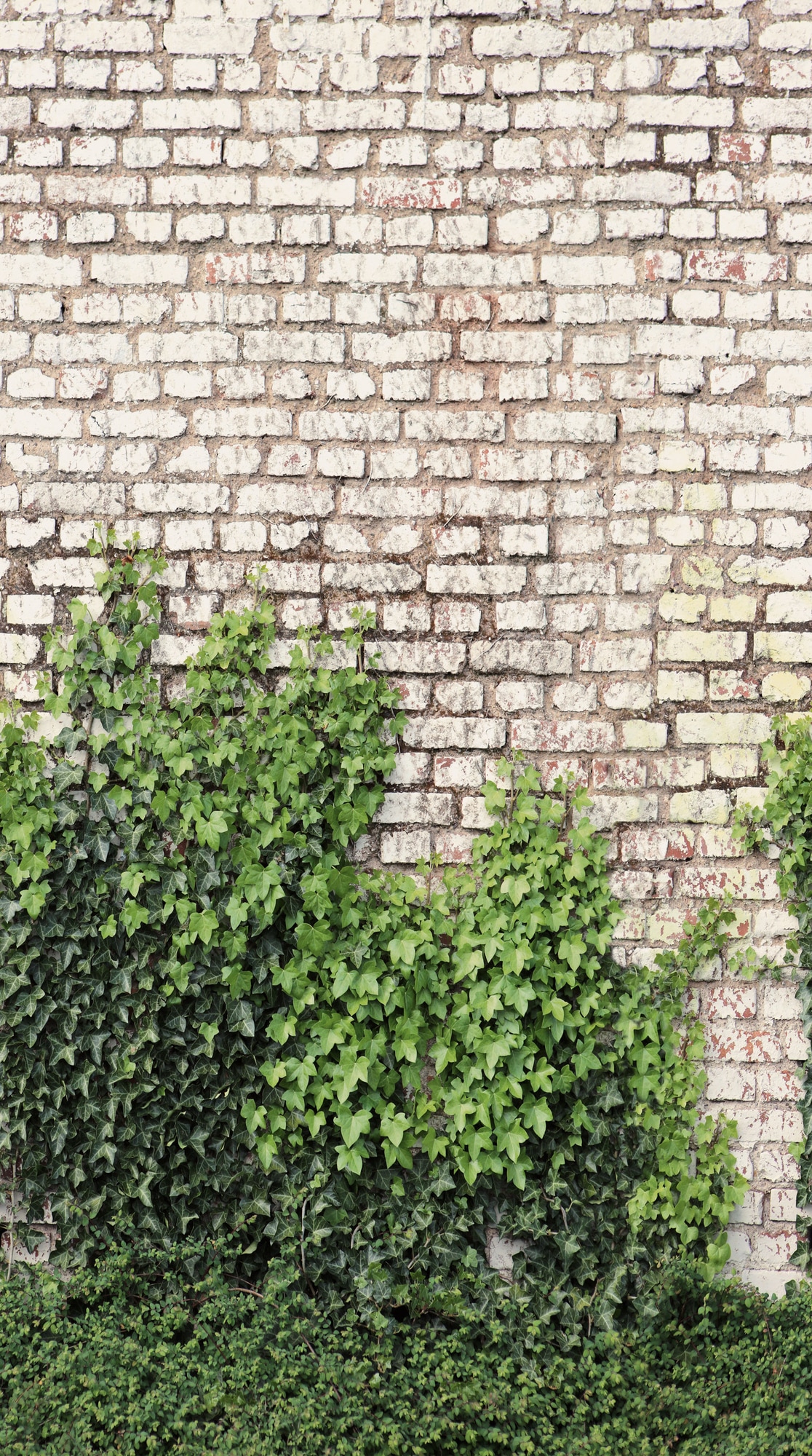 living walls Fototapete »The Wall 4 Eyecatcher – Steinwand mit Blätterranken Vlies-Fototapete« Steinoptik | matt | naturalistisch leicht strukturiert Steinwand mit Blätterranken – dekorativer Tiefenwirkung