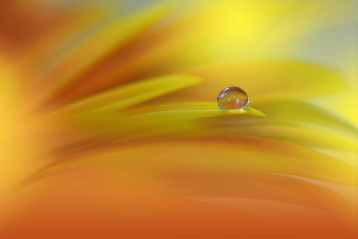 Papermoon "Zen Wassertropfen mit Blume Makro"