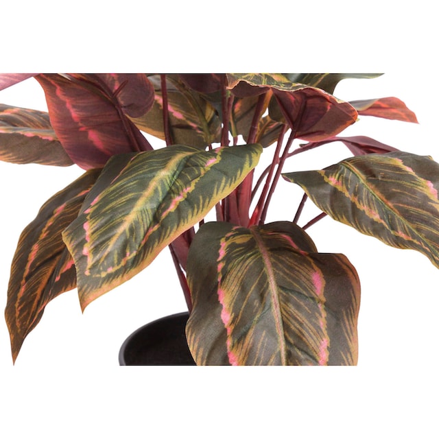 Botanic-Haus Künstliche Zimmerpflanze »Calathea« kaufen | BAUR