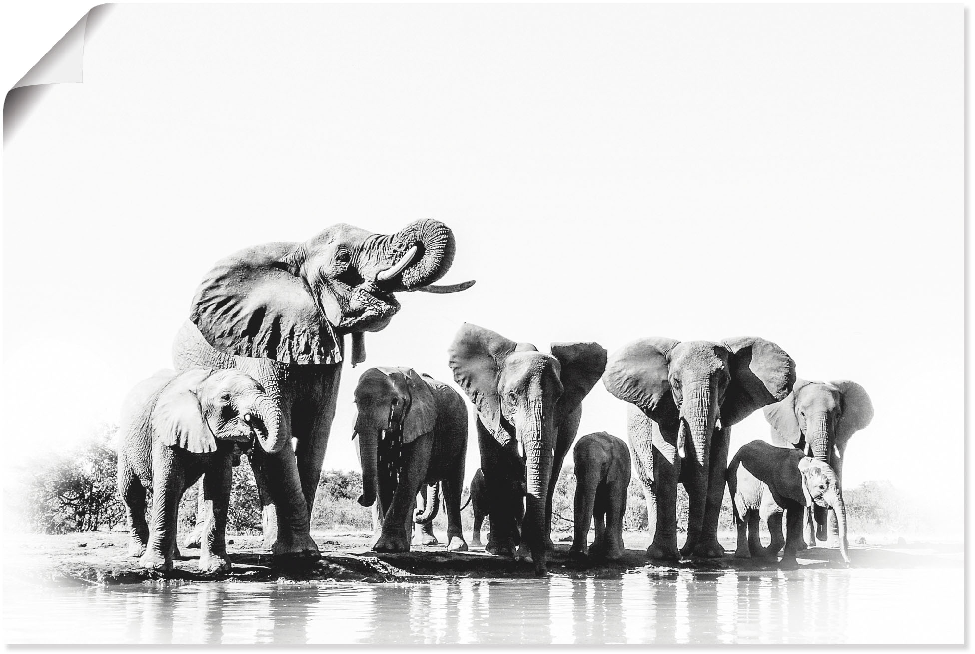 Artland Wandbild »Elefant«, Wildtiere, kaufen versch. | oder Größen Leinwandbild, Wandaufkleber BAUR St.), als (1 Poster in