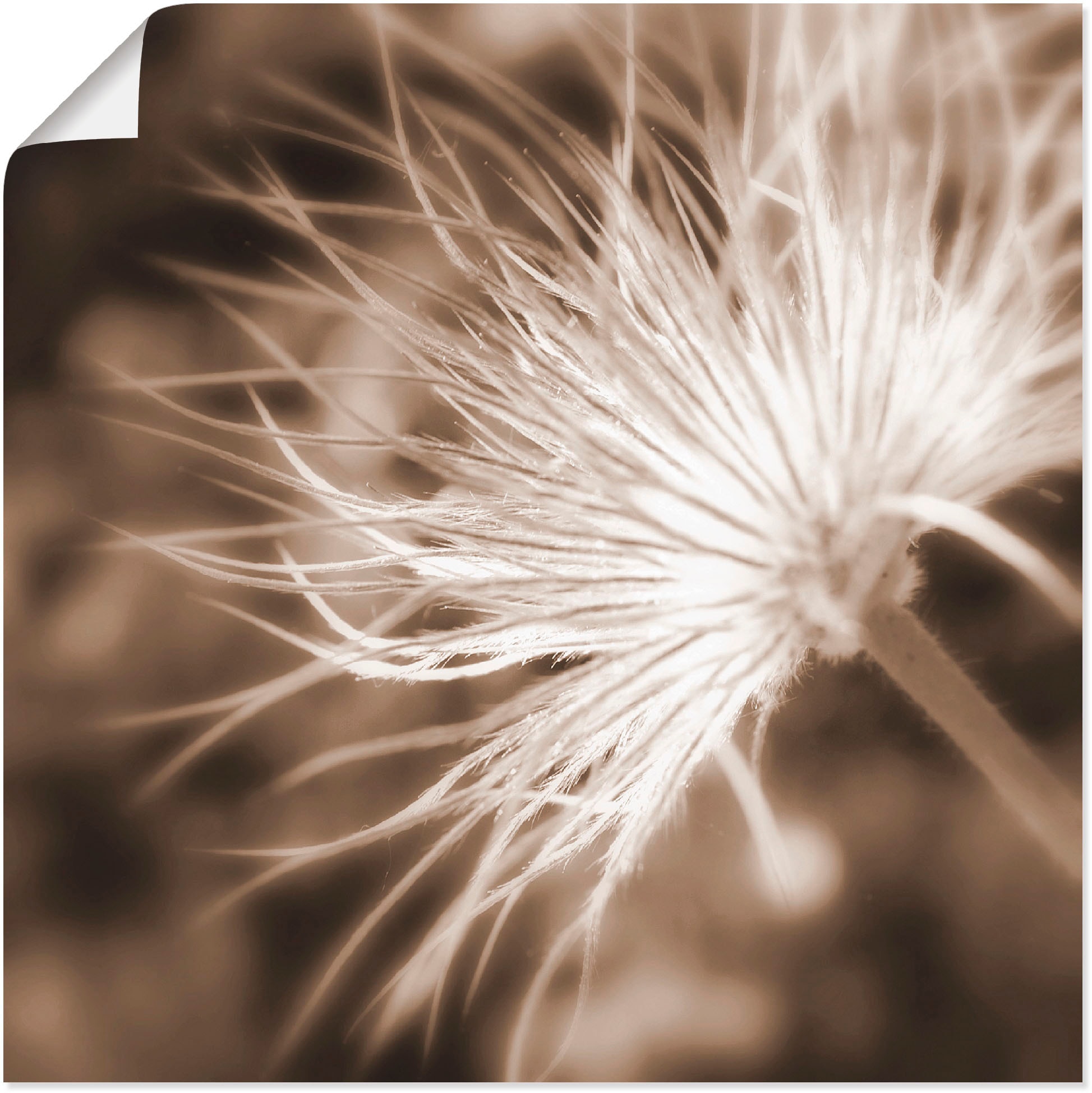 Artland Wandbild »leicht wie eine Feder«, Blumen, (1 St.), als Leinwandbild, Poster in verschied. Größen