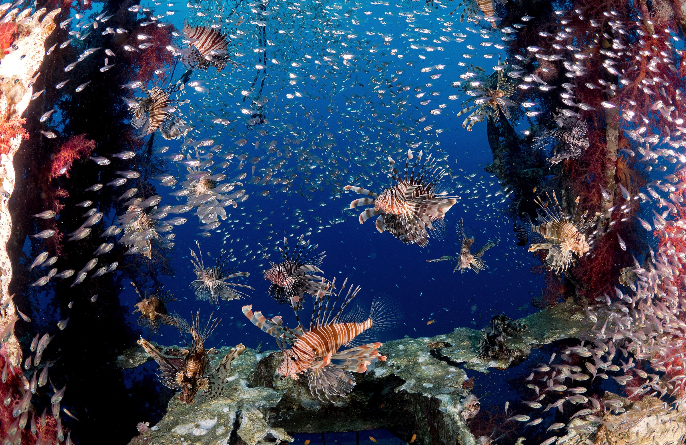 Papermoon Fototapete "Photo-Art ILAN BEN TOV, LIONFISH PARTY"