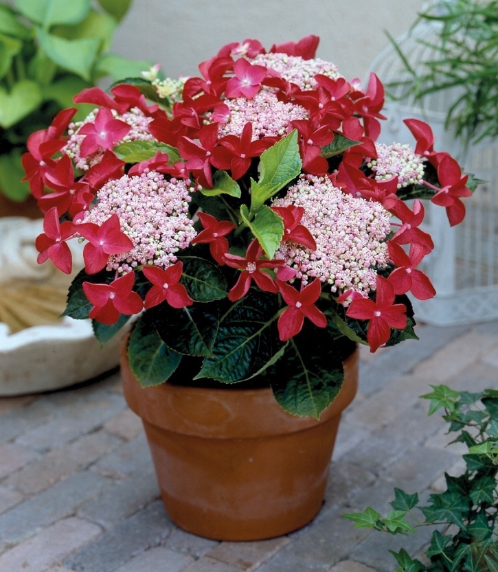 BCM Gehölze »Hortensie 'Lady in Red'®«, (1 St.), Höhe: 30-35 cm kaufen