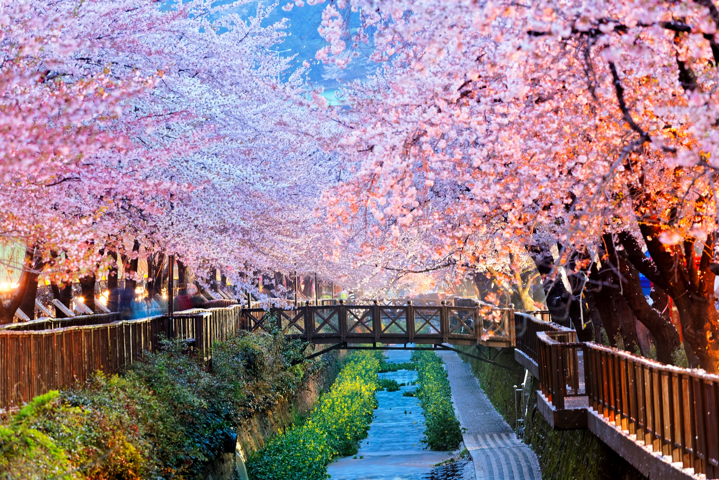 Papermoon Fototapete "Cherry Blossoms Busan City" glatt