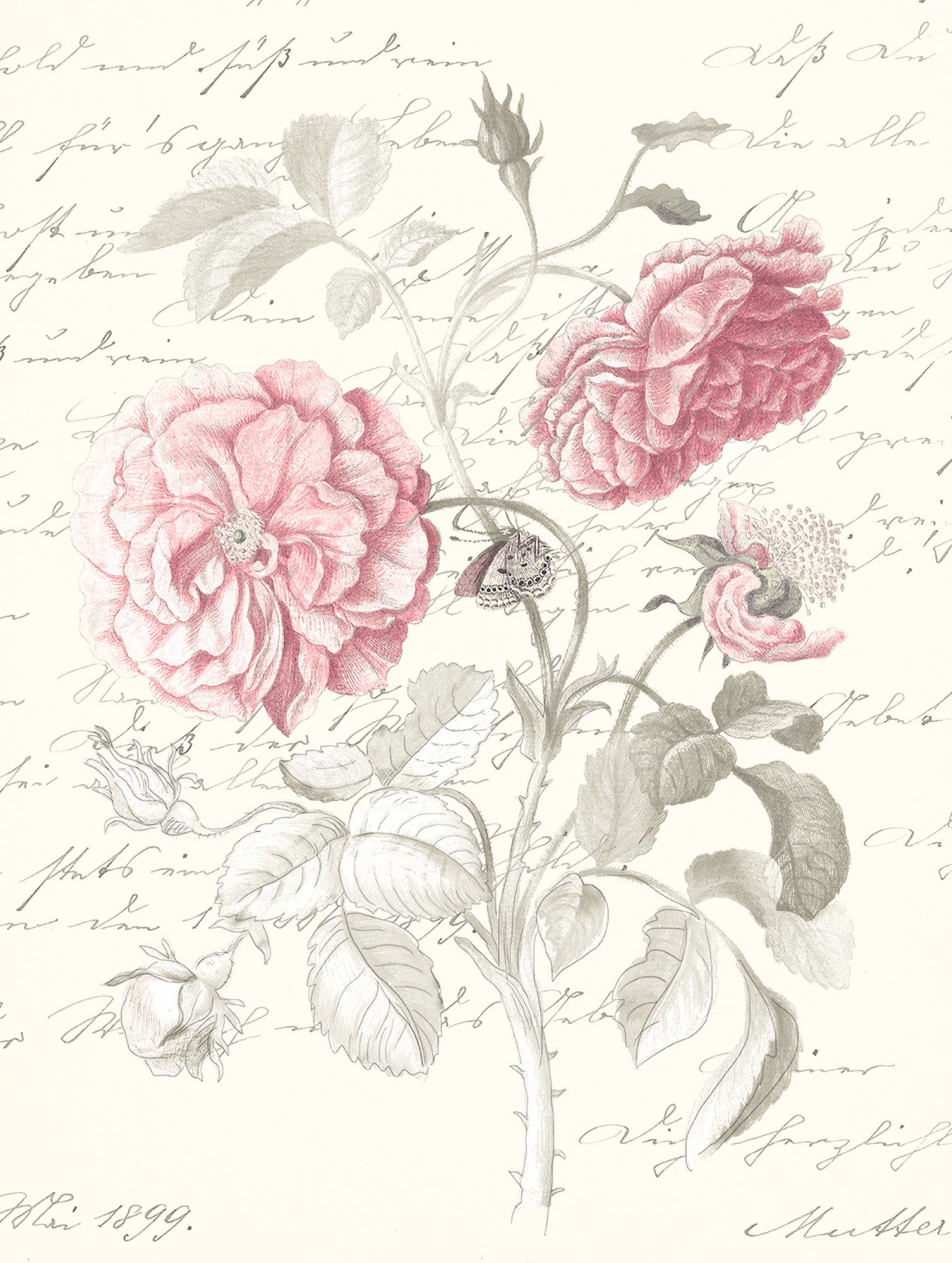 Komar Bild "Poème Rose", Natur, (1 St.), Wandbild zur Dekoration - ohne Rah günstig online kaufen