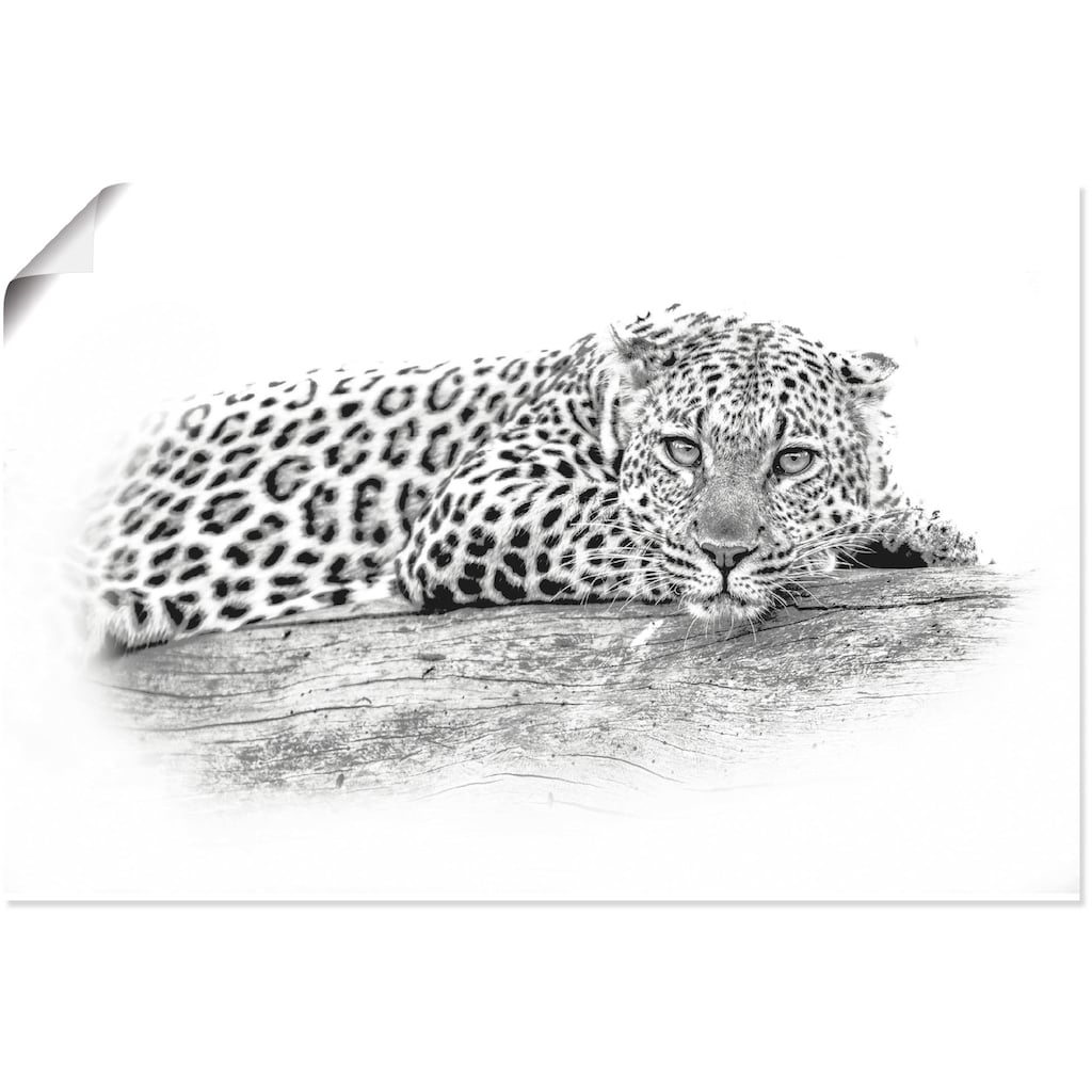 Artland Wandbild »Leopard High Key Optik«, Wildtiere, (1 St.)