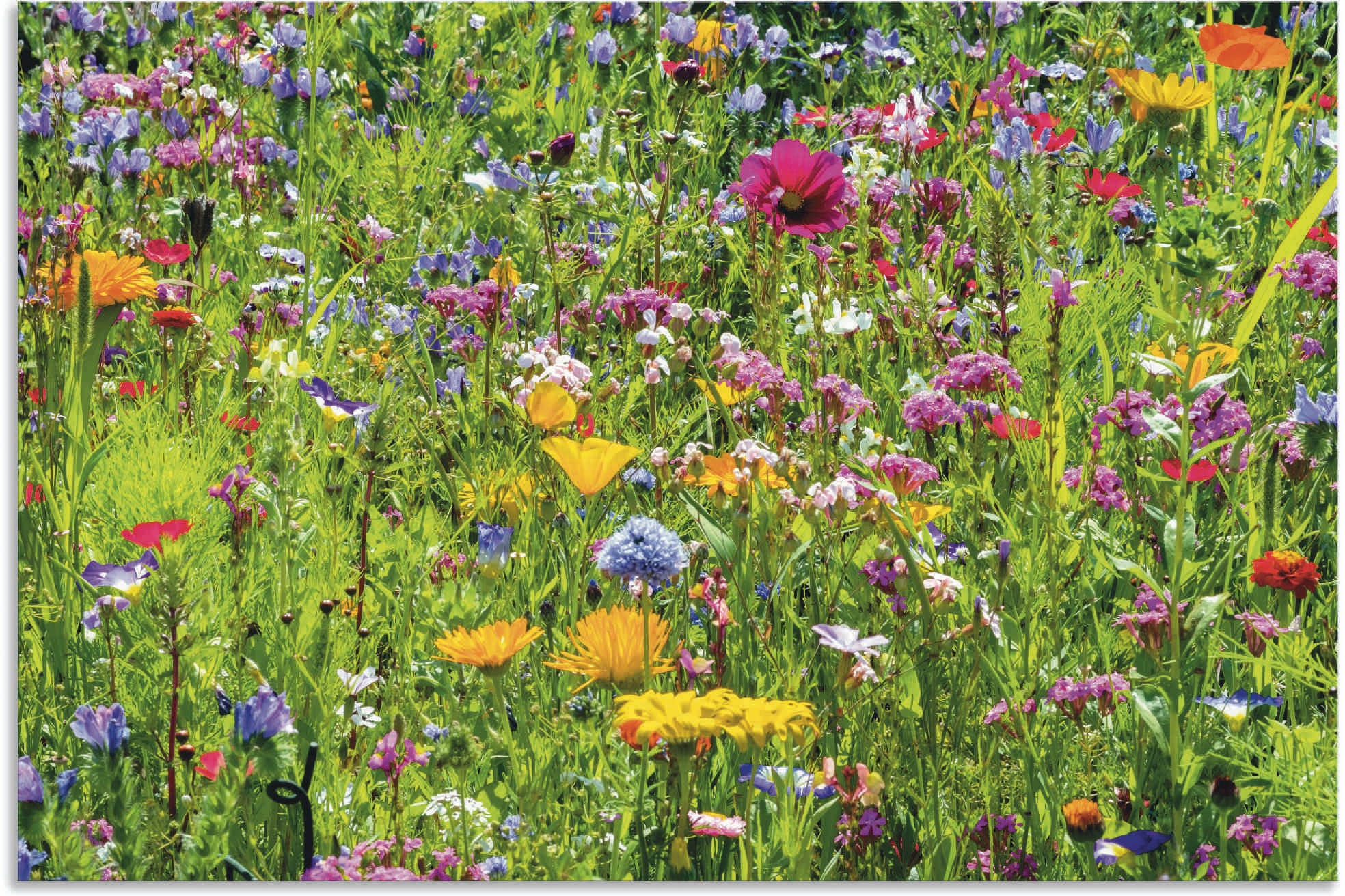 Artland Wandbild "Bunte Blumenwiese" Blumenwiese 1 Stk. tlg. als Alubild, O günstig online kaufen