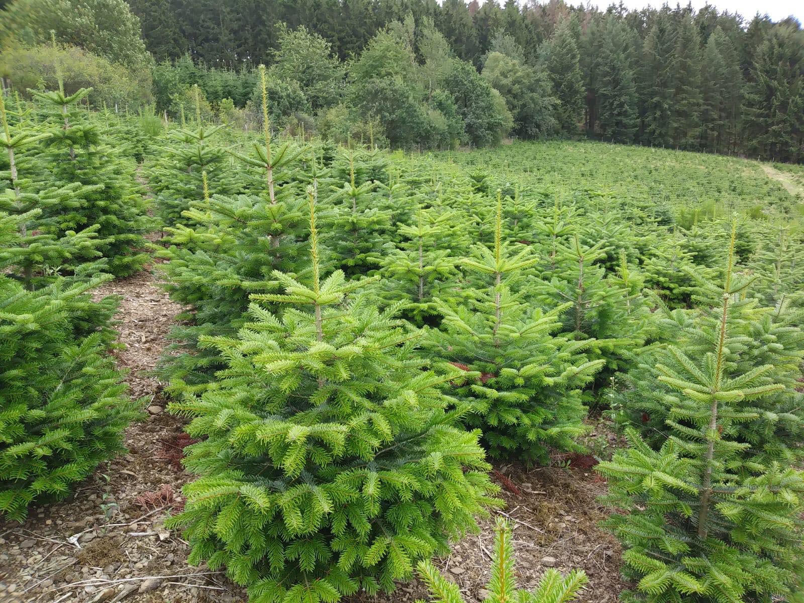 Weihnachtsbaum Guru Echter Weihnachtsbaum »Nordmanntanne im Topf, Weihnachtsdeko«, Nordmanntanne