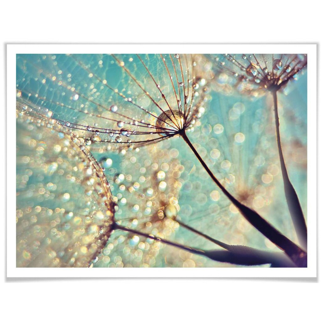 Wall-Art Poster »Magische Pusteblume«, Blumen, (1 St.), Poster ohne Bilderrahmen