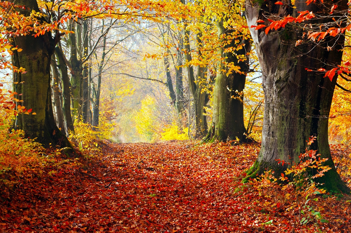 Papermoon Fototapetas »Mystischer Herbstpfad«