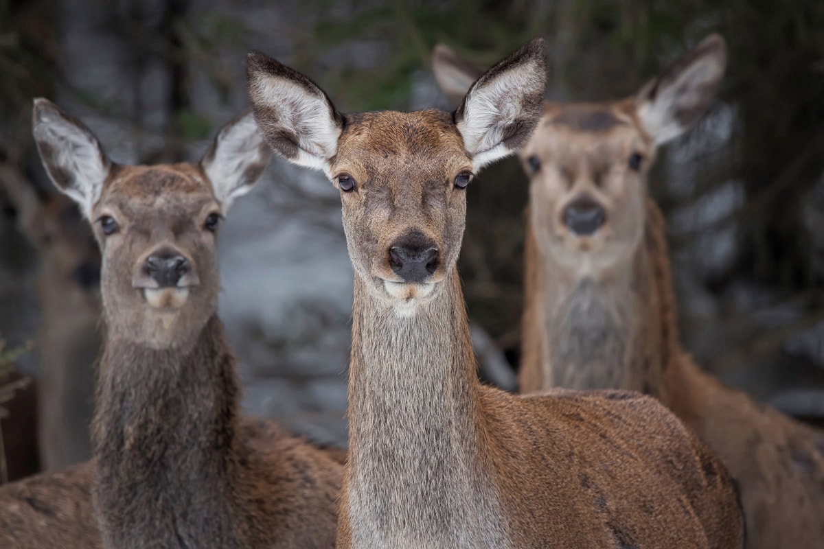 Papermoon Fototapete »Rehe im Wald«