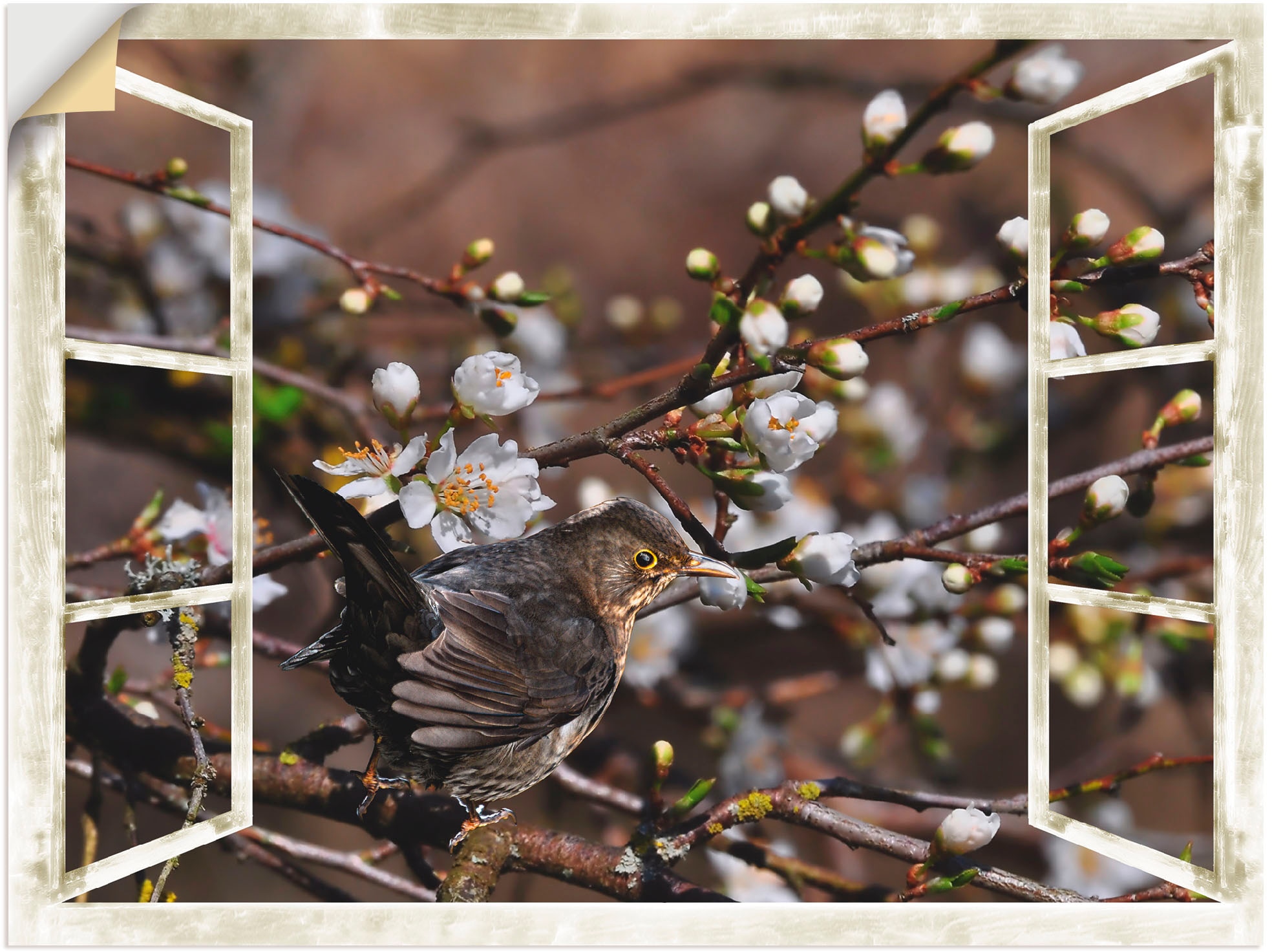 Black Friday Artland Wandbild »Fensterblick - Kirschblüten mit Amsel«,  Vögel, (1 St.), als Alubild, Leinwandbild, Wandaufkleber oder Poster in  versch. Größen | BAUR