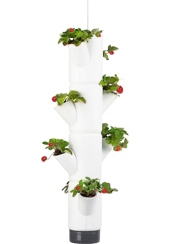 Gusta Garden Pflanzkübel »SISSI STRAWBERRY Erdbeera...