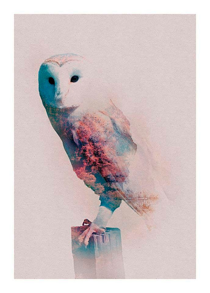 Komar Poster »Animals Forest Owl« Tiere (1 S...