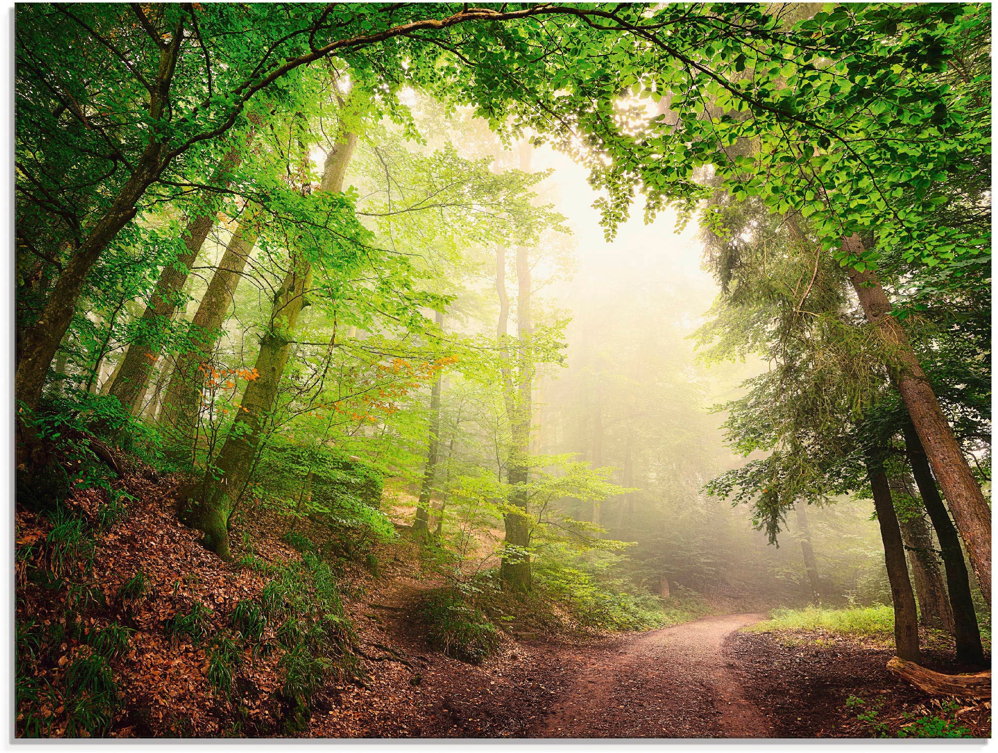 Artland Glasbild "Natürliche Torbögen durch Bäume" Wald 1 Stk. tlg. in vers günstig online kaufen