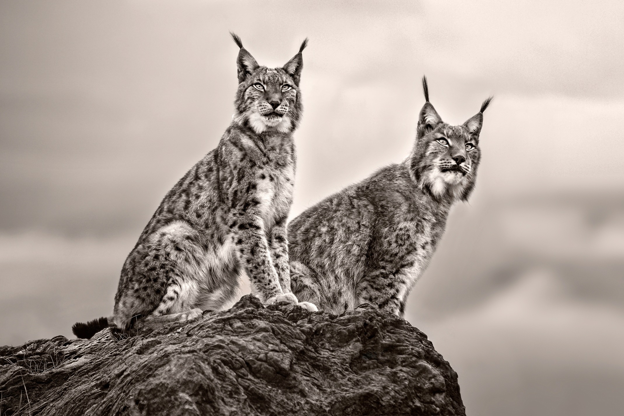 Papermoon Fototapete "Photo-Art XAVIER ORTEGA, ZWEI LUCHS AUF FELSEN"