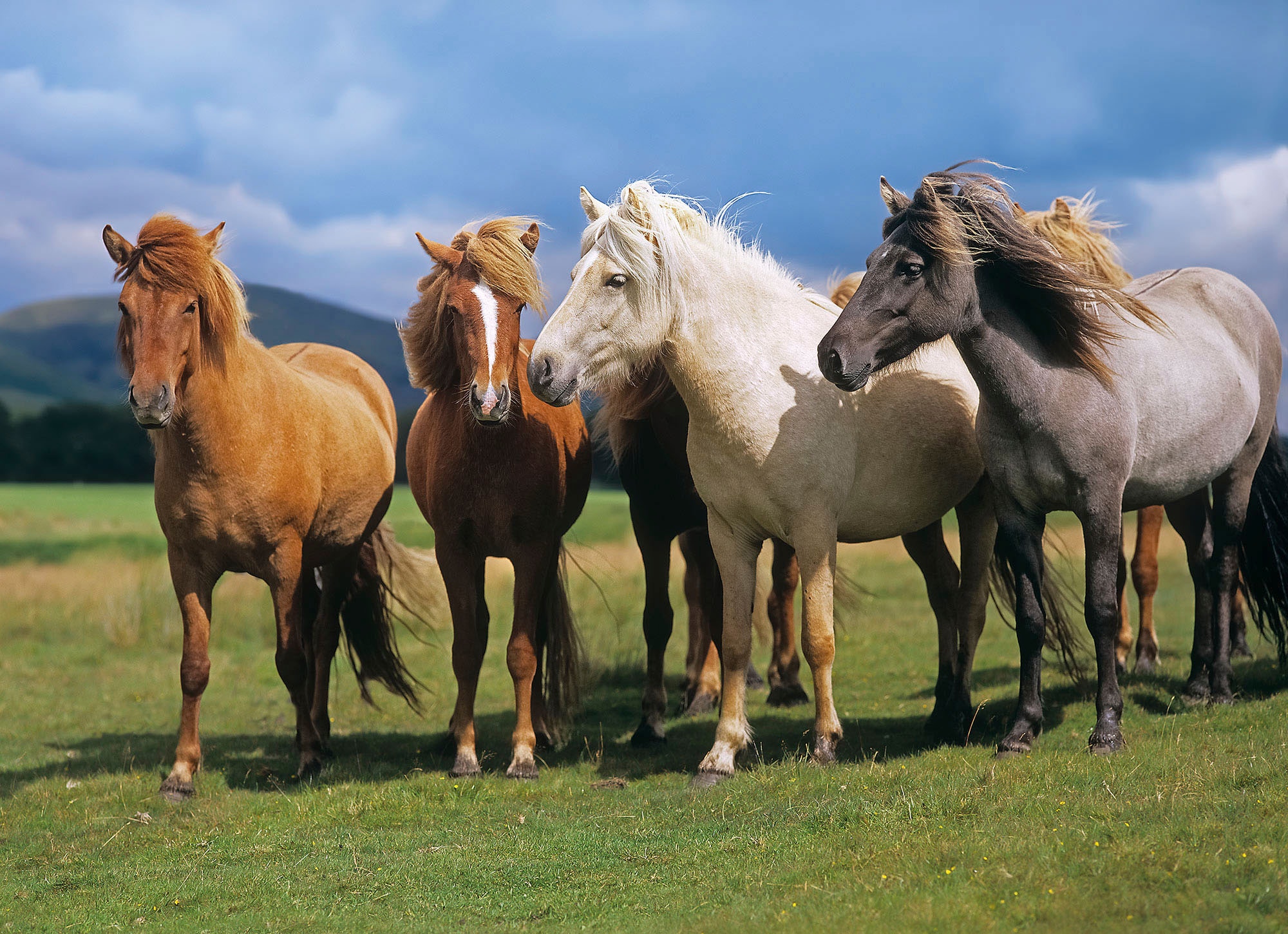 Komar Fototapete »Ponies - Größe 254 x 184 cm«, bedruckt, Wohnzimmer, Schlafzimmer