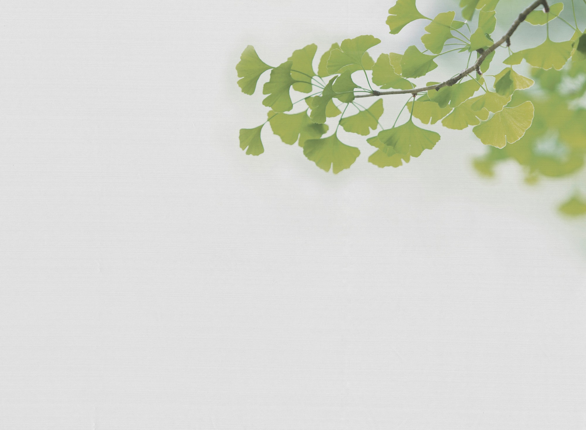 A.S. Création Vliestapete »Ginkgo-Tapete Zweige Hellgrün Weiß  Naturmotiv« strukturiert