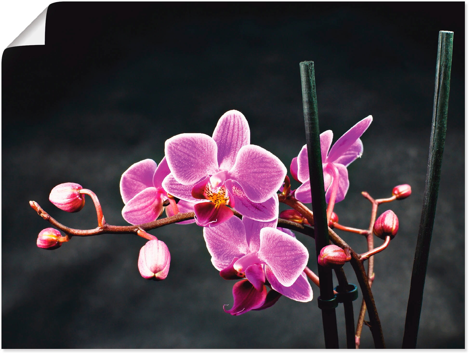 Artland Wandbild "Eine Orchidee vor schwarzem Hintergrund", Blumen, (1 St.), als Leinwandbild, Poster, Wandaufkleber in 