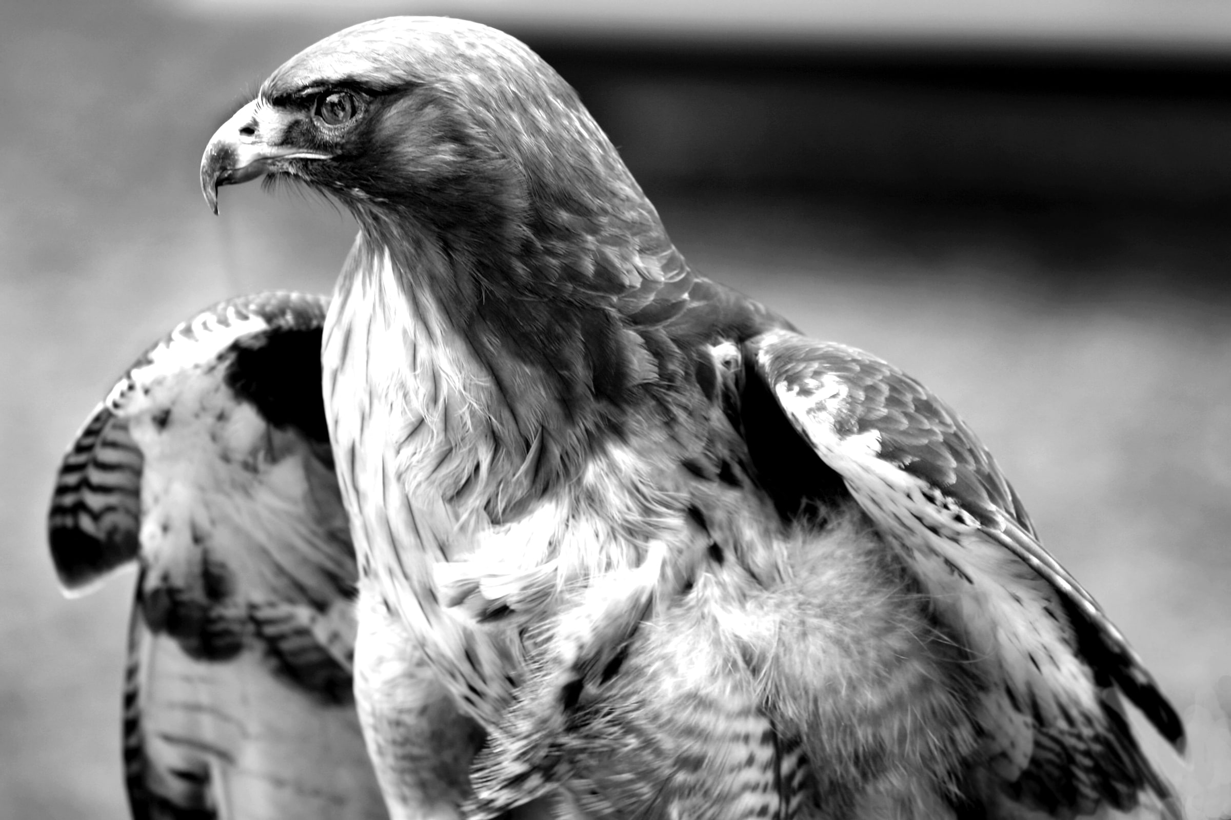 Papermoon Fototapete »Adlerporträt«