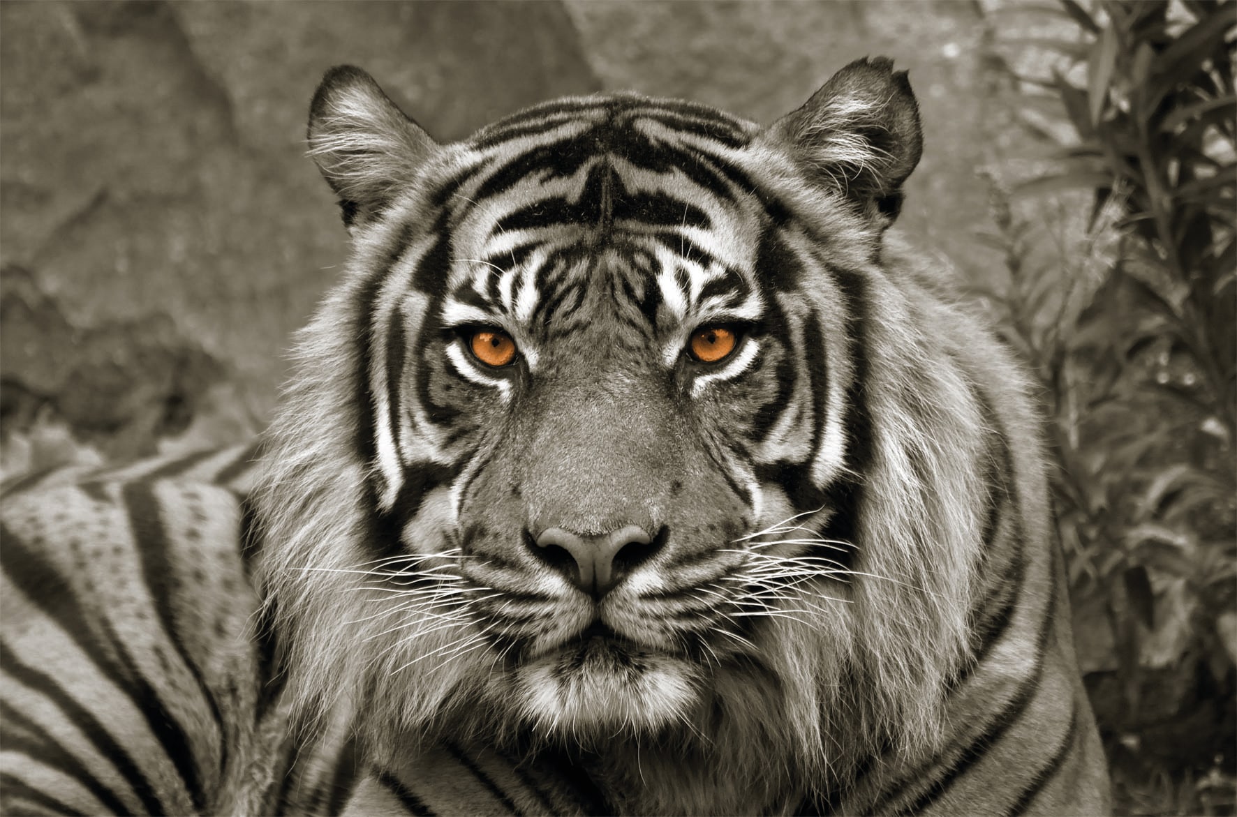 Bönninghoff Leinwandbild "Wandbild TIGER 78x118 cm – Leinwandbild Keilrahmen Deko modern" Raubkatzen Tiger Wildtiere 1 Stk. tlg. auf Keilrahmen gespannt