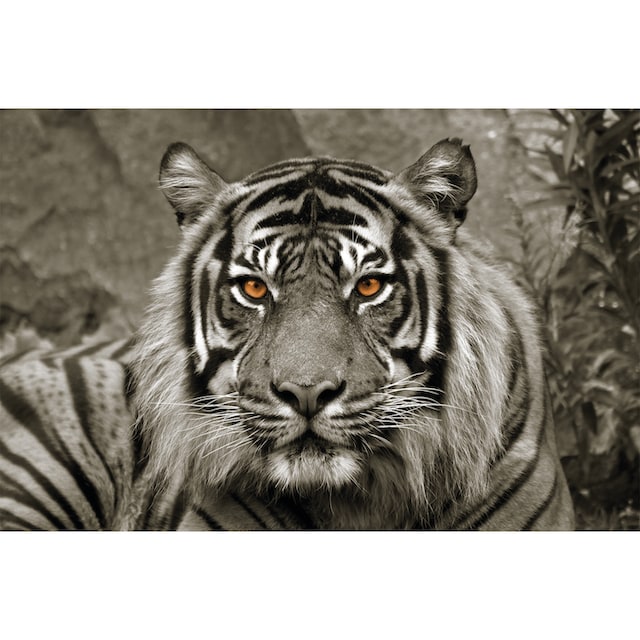 Bönninghoff Leinwandbild »Tiger«, (1 St.) bestellen | BAUR