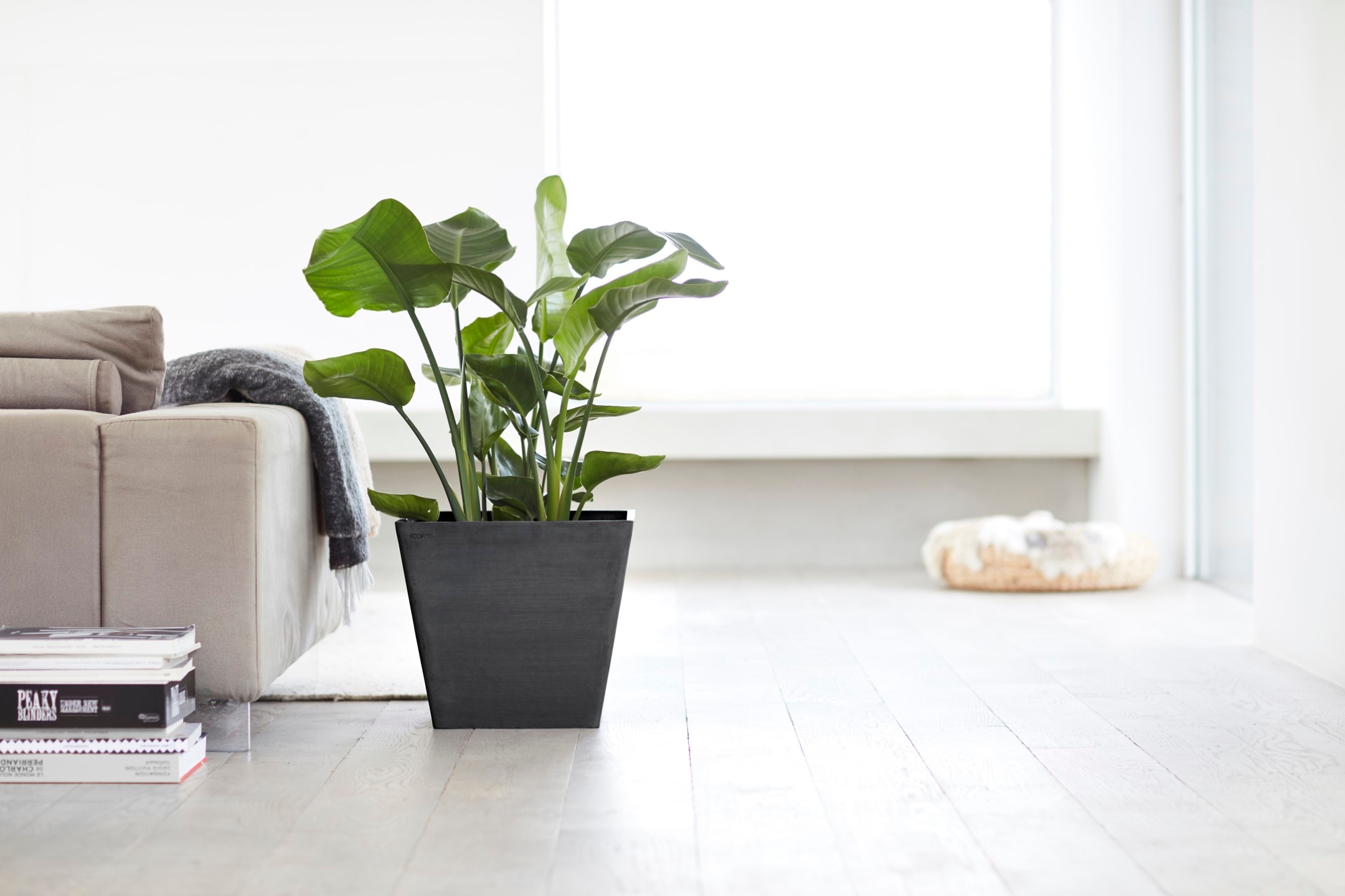 Black »ROTTERDAM BxTxH: | Blumentopf BAUR Grey«, 40x40x35 Dark ECOPOTS Friday cm