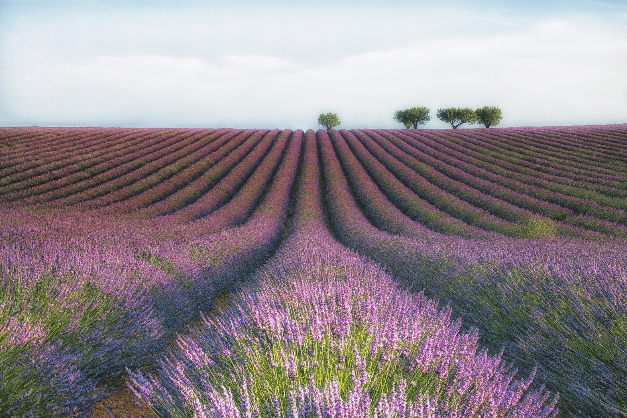 Papermoon Fototapete "Photo-Art MARGARITA CHERNILOVA, VELOURS DE LAVENDER"
