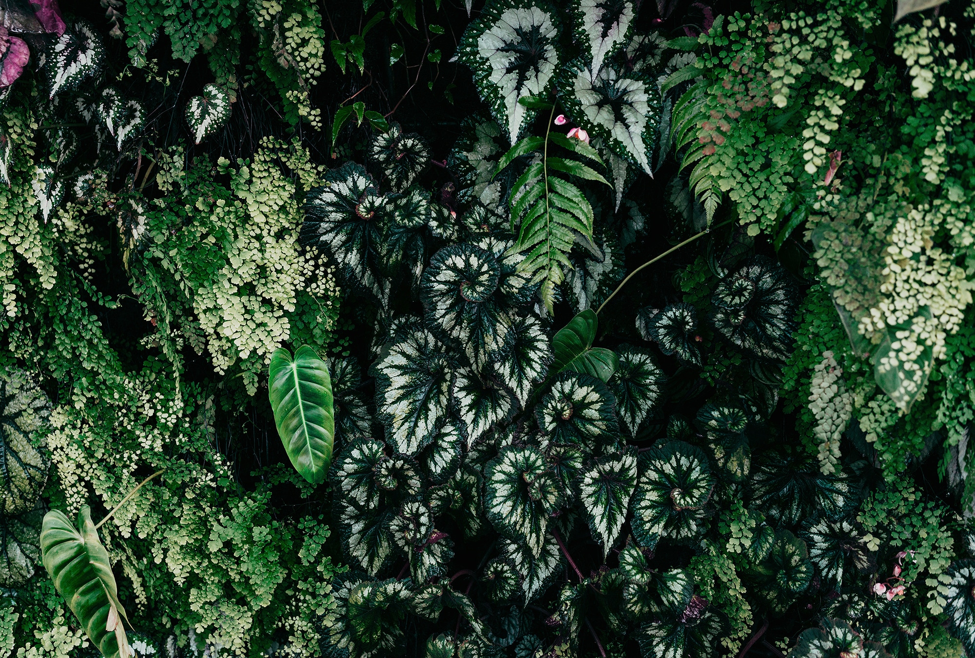 living walls Fototapete "Walls by Patel Deep Green" glatt Vlies, Wand günstig online kaufen