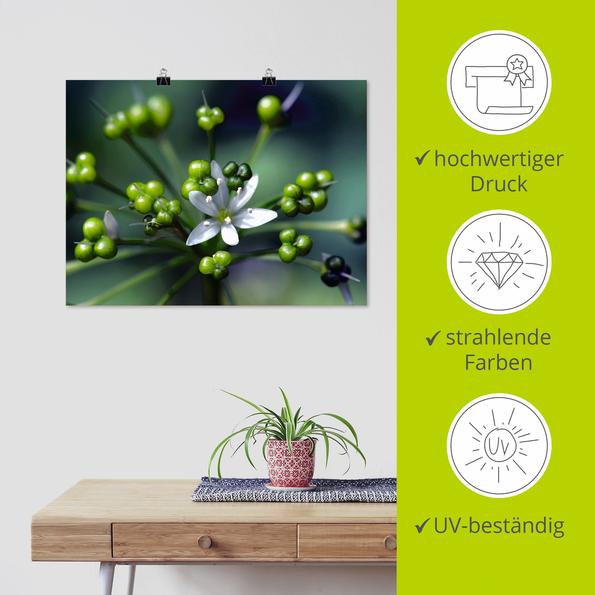Artland Wandbild »Bärlauchblüte«, Blumen, (1 St.), als Leinwandbild, Poster in verschied. Größen
