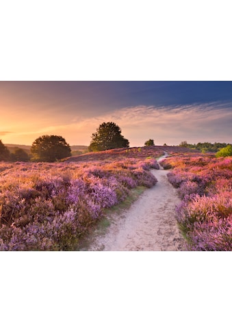 Papermoon Fototapetas »Blooming Heather at Sunri...