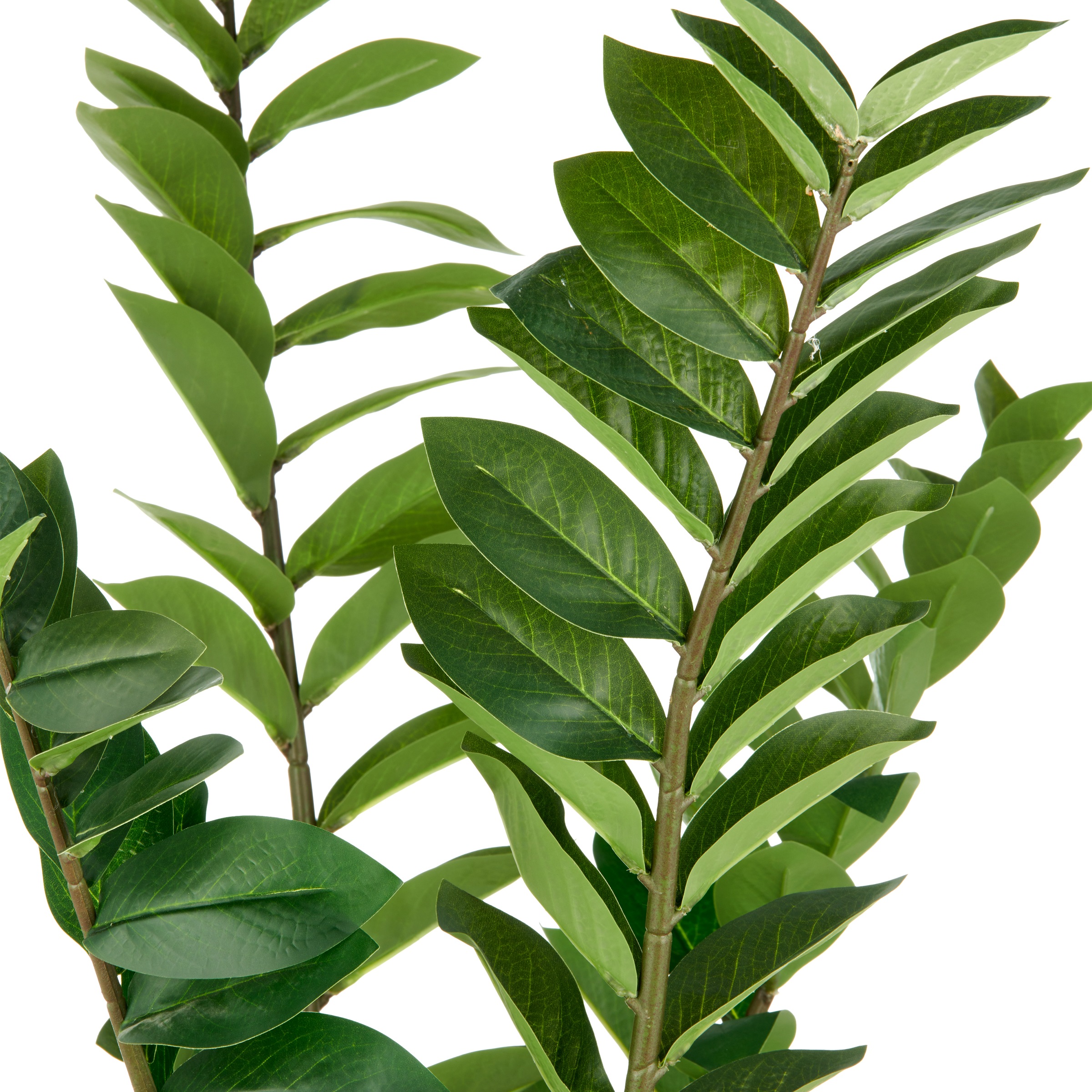 Creativ green Kunstpflanze »Zamifolia«, mit detailgetreuer Gestaltung