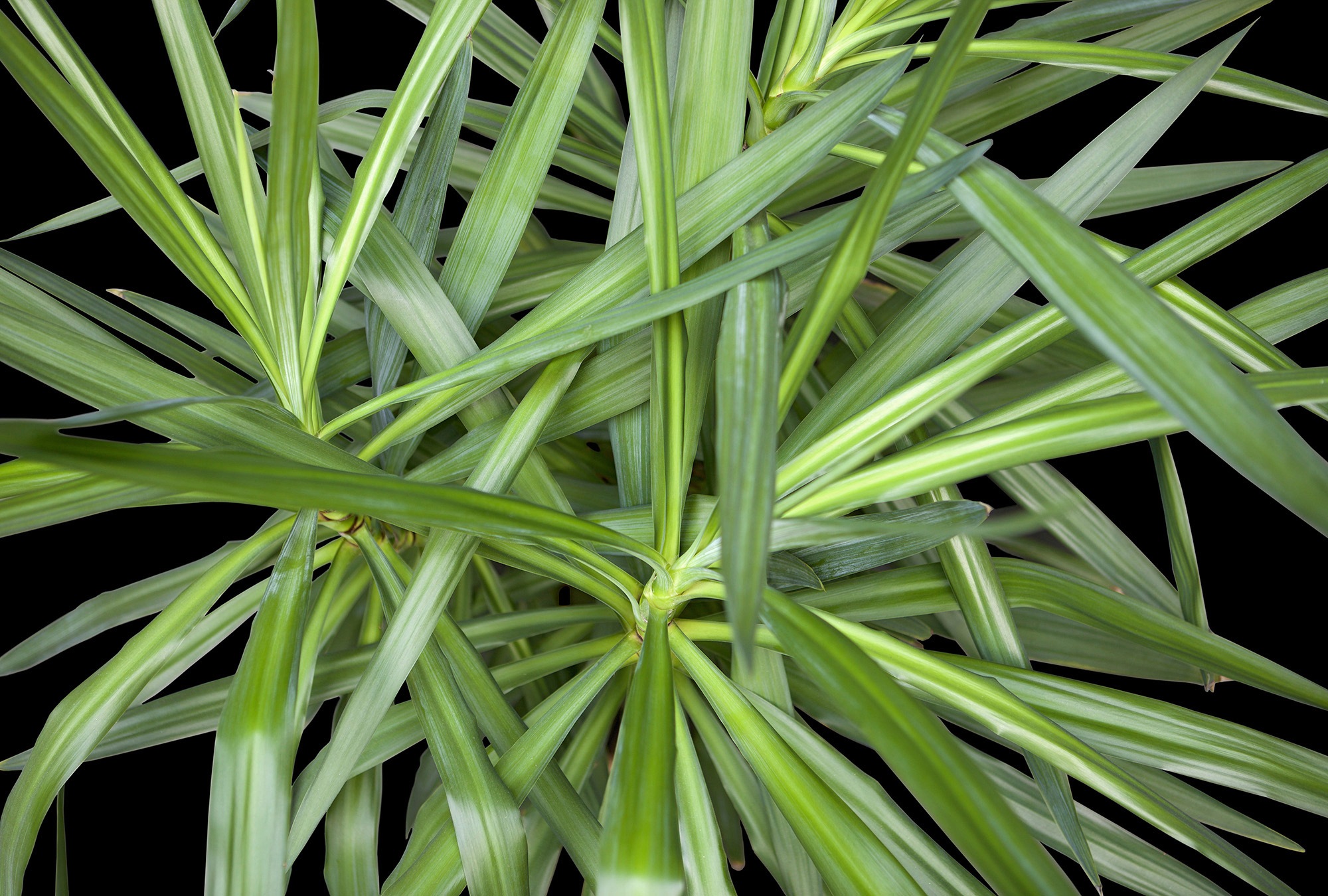 Architects Paper Fototapetas »Jungle Plant« Vlies Wand ...
