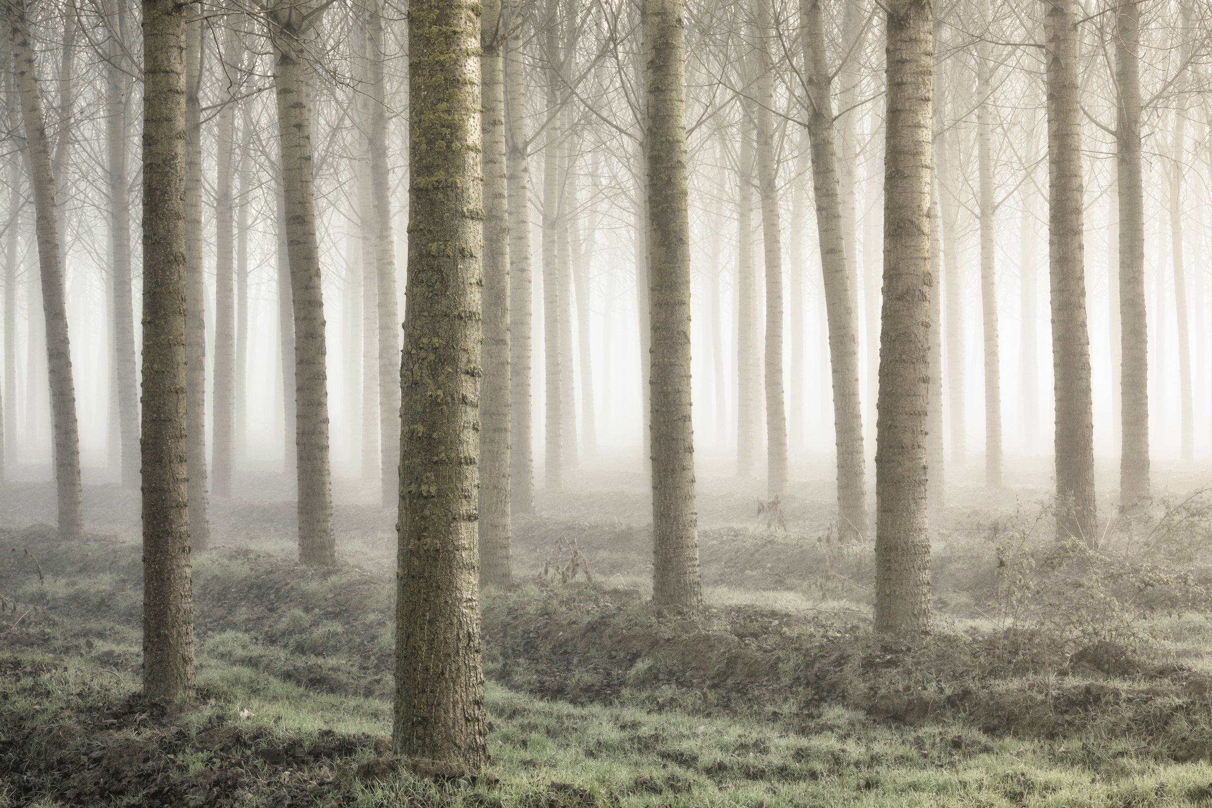 Papermoon Fototapete "Photo-Art FIORENZO CAROZZI, KLEINES WALDLAND" günstig online kaufen
