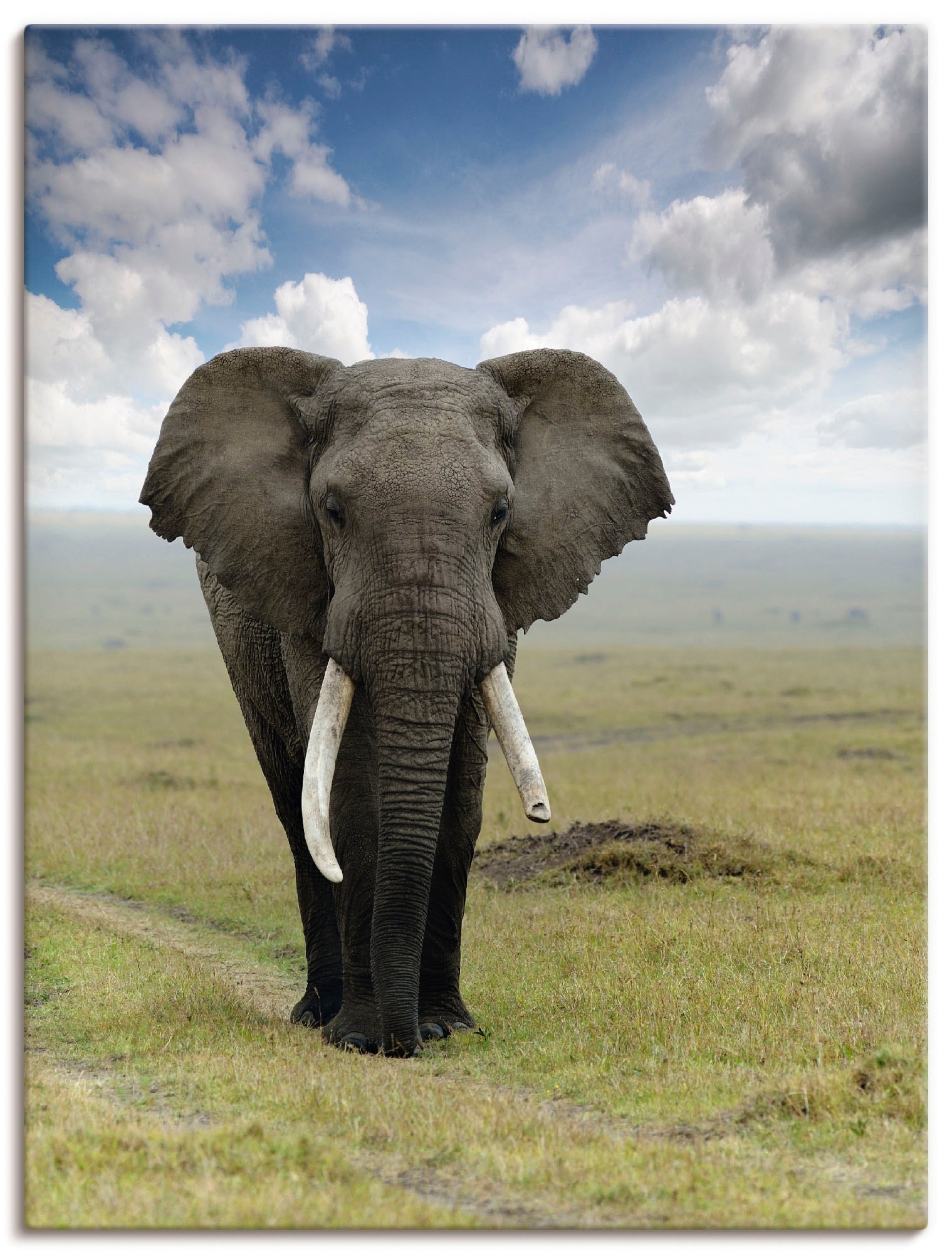 Artland Wandbild »Elefant«, Wildtiere, als BAUR versch. Leinwandbild, (1 Alubild, St.), Poster Wandaufkleber kaufen Größen | oder in