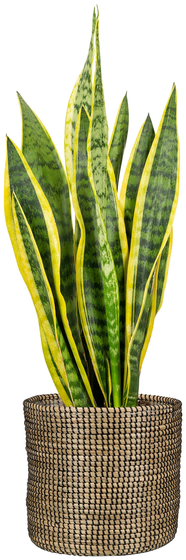 Scheurich Blumentopf »black 24/513«