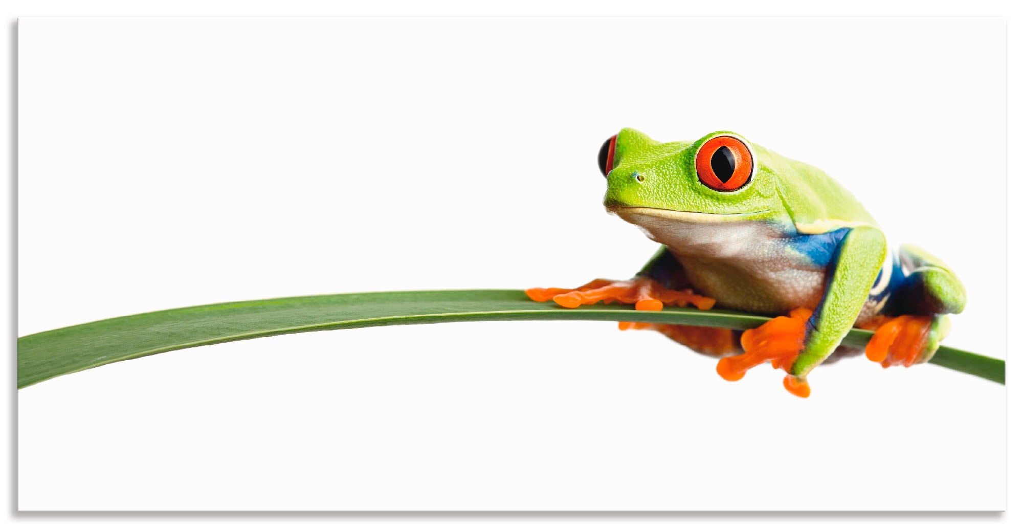 Artland Wandbild »Frosch auf einem Blatt«, Wassertiere, (1 St.), als Alubild, Outdoorbild, Leinwandbild, Poster, Wandaufkleber