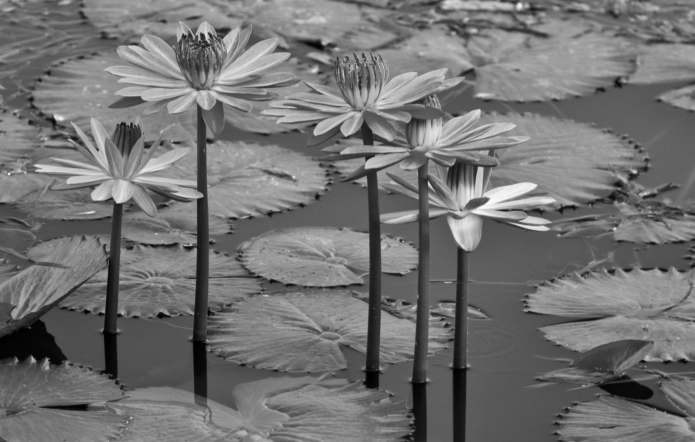 Papermoon Fototapete "Seerosen, Teich, Blüten, Blätter Schwarz & Weiß"